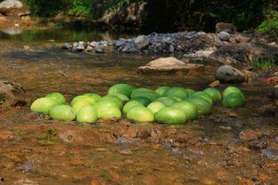 景区吃瓜视频,揭秘游客真实食趣