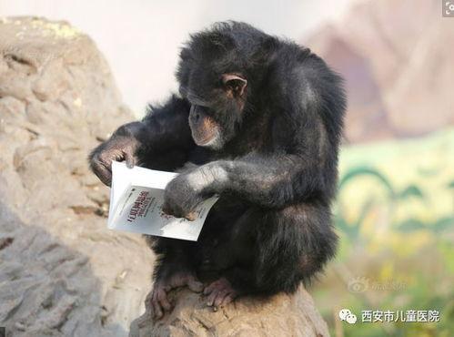 猩猩吃云南小瓜视频,一场跨物种的美食之旅