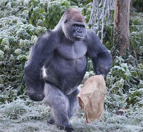 猩猩吃云南小瓜视频,一场跨物种的美食之旅