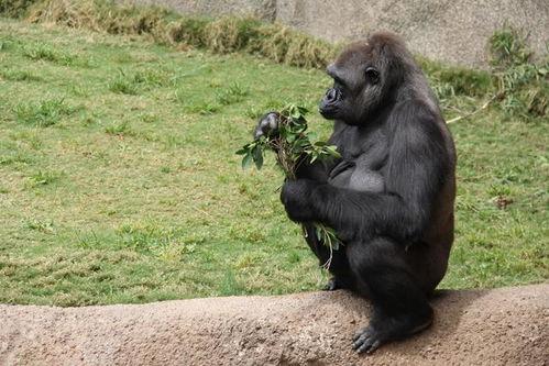 猩猩吃云南小瓜视频,一场跨物种的美食之旅