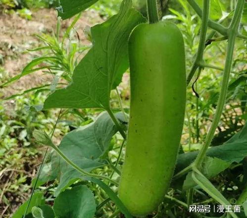 小朋友吃瓠子瓜,小馋猫的瓠子瓜探险记