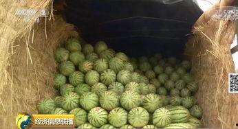 安徽吃瓜群众,揭秘当地独特美食文化