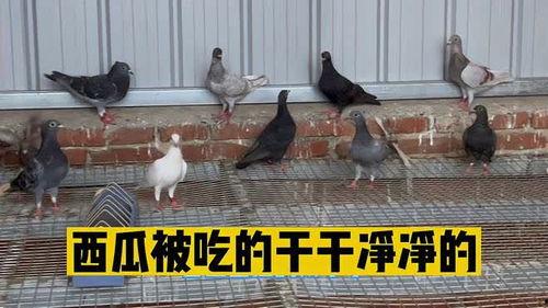 鸽子吃不吃瓜,探究鸟类饮食新发现