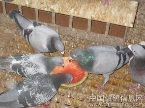 鸽子吃不吃瓜,探究鸟类饮食新发现