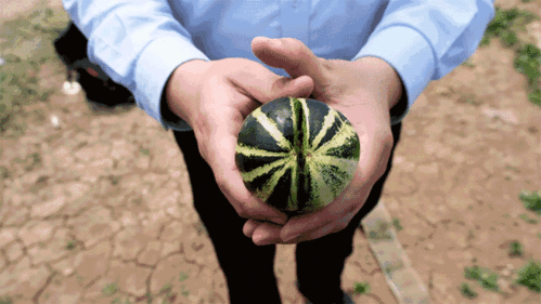 济宁小区吃瓜,邻里吃瓜，共享夏日清凉时光