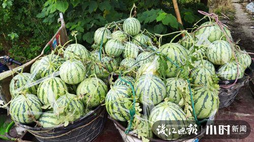 无锡城院吃瓜,校园生活趣味瞬间大揭秘