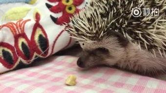 线条小狗吃瓜,线条小狗的夏日瓜趣时光