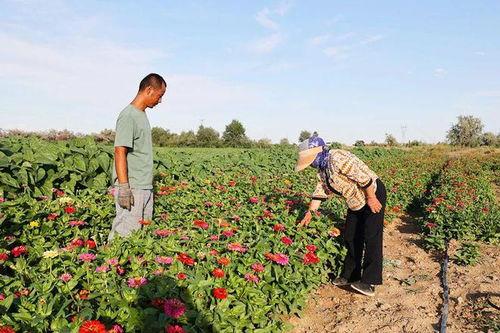 阿勒泰吃瓜缆车,空中观景，畅享夏日清凉新体验