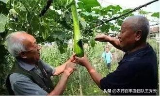 真神吃瓜,揭秘神秘力量背后的娱乐真相