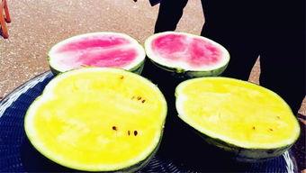 吃瓜视频区,热门事件背后的真相与笑料