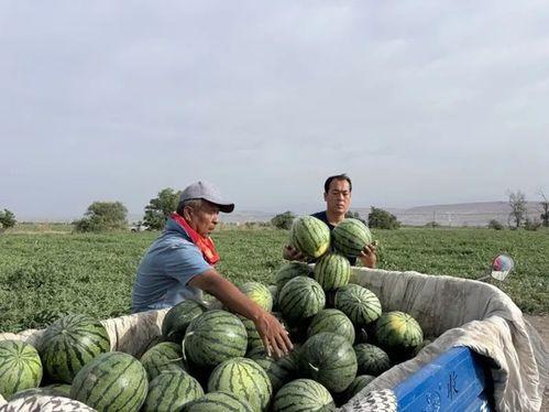 吃瓜视频区,热门事件背后的真相与笑料