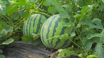 前排吃瓜视频素材,揭秘热门视频背后的故事