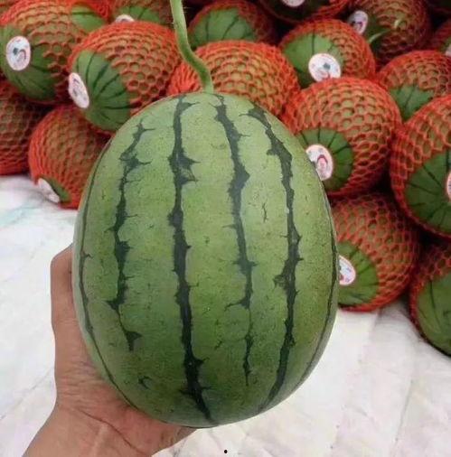 mach超级困吃瓜,揭秘吃瓜界的“困兽之斗”