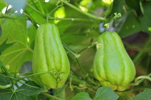 佛手瓜一天吃几次,佛手瓜每日食用频率解析