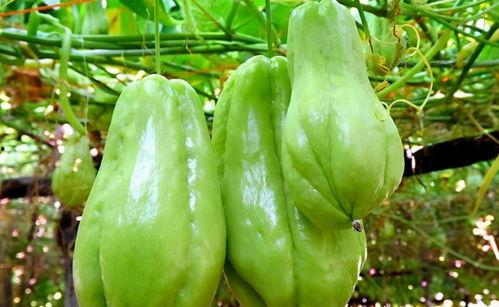 金黄佛手瓜怎么吃,金黄佛手瓜的多彩食法探索