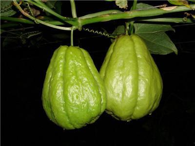 金黄佛手瓜怎么吃,金黄佛手瓜的多彩食法探索