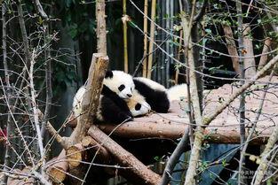 吃瓜基地国宝,揭秘吃瓜基地的神秘魅力