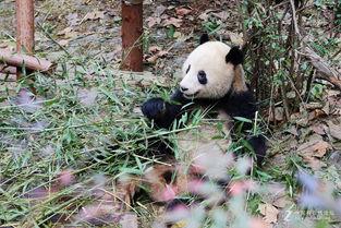 吃瓜基地国宝,揭秘吃瓜基地的神秘魅力