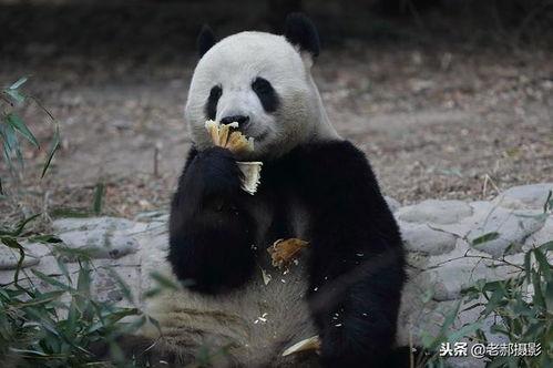 吃瓜基地国宝,揭秘吃瓜基地的神秘魅力