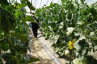 吃瓜真实视频大全,真实视频大全精彩瞬间回顾