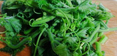 广西吃瓜叶菜,瓜叶菜美食之旅