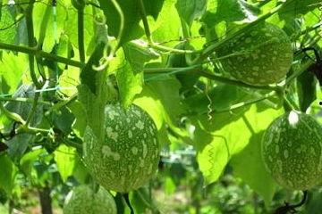 梦见自我吃吊瓜,自我品尝吊瓜的神秘启示