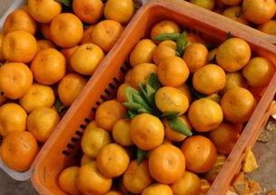 梦见自我吃吊瓜,自我品尝吊瓜的神秘启示