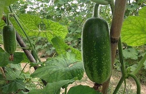 金赖瓜怎么吃视频,跟随视频学做家常佳肴