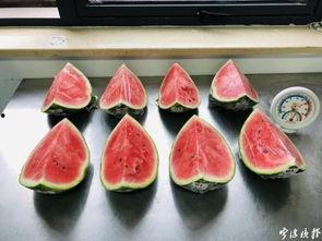 翔安实验吃瓜,揭秘“吃瓜群众”背后的故事