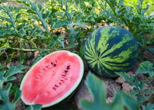 封丘最新吃瓜消息,揭秘当地热点事件背后的真相