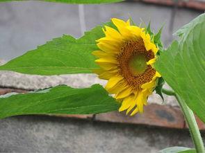 向日葵吃瓜图片,自然界的和谐交响