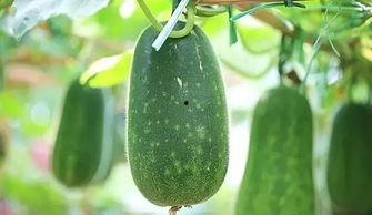 八月中旬什么时候吃瓜,瓜熟蒂落，尽享夏日清凉美味