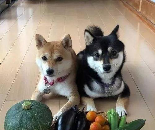 带你吃瓜奇葩狗狗,带你领略“吃瓜”界的奇葩风采