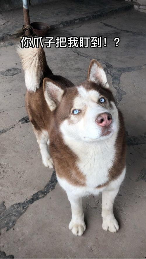 兔儿瓜怎么吃最好,解锁美味新体验