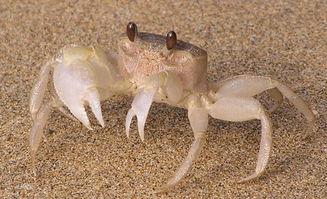 带你吃瓜沙蟹视频,一场美食与娱乐的盛宴