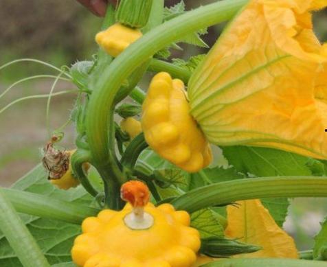 飞碟瓜可以吃吗,揭秘其神秘外观与食用价值