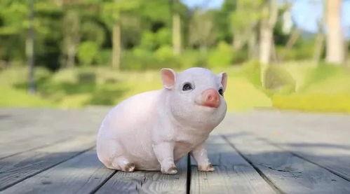 不是懒猪吃瓜,懒猪吃瓜背后的生活哲学与人生启示