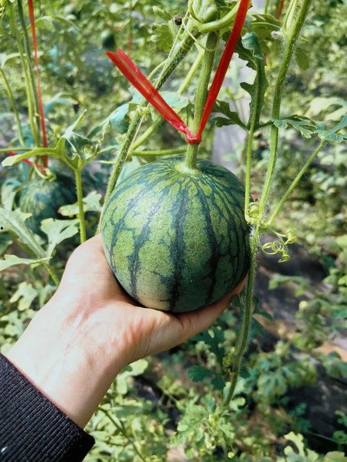 潜水圈吃瓜,揭秘水下世界的趣味八卦