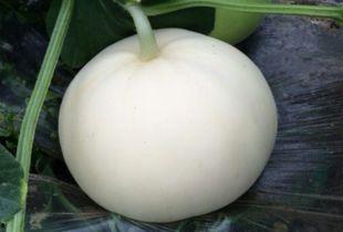 吃梨瓜的害处,揭秘健康隐患