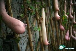 吃瓜会脸红,吃瓜也能脸红？揭秘瓜果中的神秘魅力