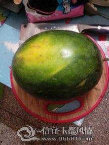 信宜吃瓜,瓜果飘香，品味田园生活