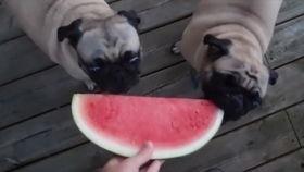 狗狗能否吃梨瓜,揭秘梨瓜对狗狗的影响