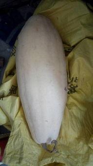 吃瓜大白23,一场关于瓜农生活的深度对话