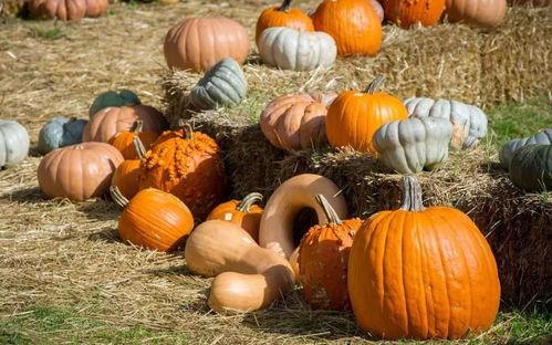 吃瓜群众吃南瓜,一场甜蜜的味蕾盛宴