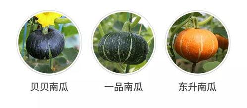 吃瓜群众吃南瓜,一场甜蜜的味蕾盛宴