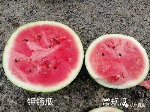 生瓜可以炸吃吗,生瓜也能炸？探索炸食新选择