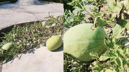 长意吃瓜视频,揭秘娱乐圈幕后故事，带你领略明星真实生活