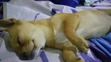 带你吃瓜奇葩狗狗,带你领略“吃瓜”界的奇葩风采