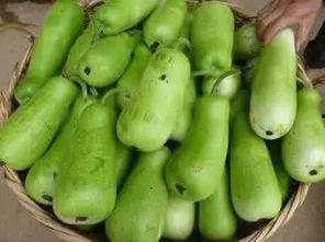 葫芦瓜婴儿可以吃,宝宝辅食新选择，营养美味两不误