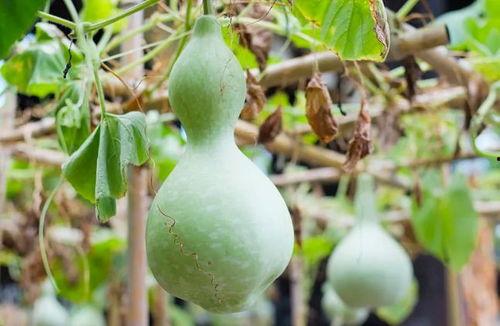 艾灸后吃葫芦瓜